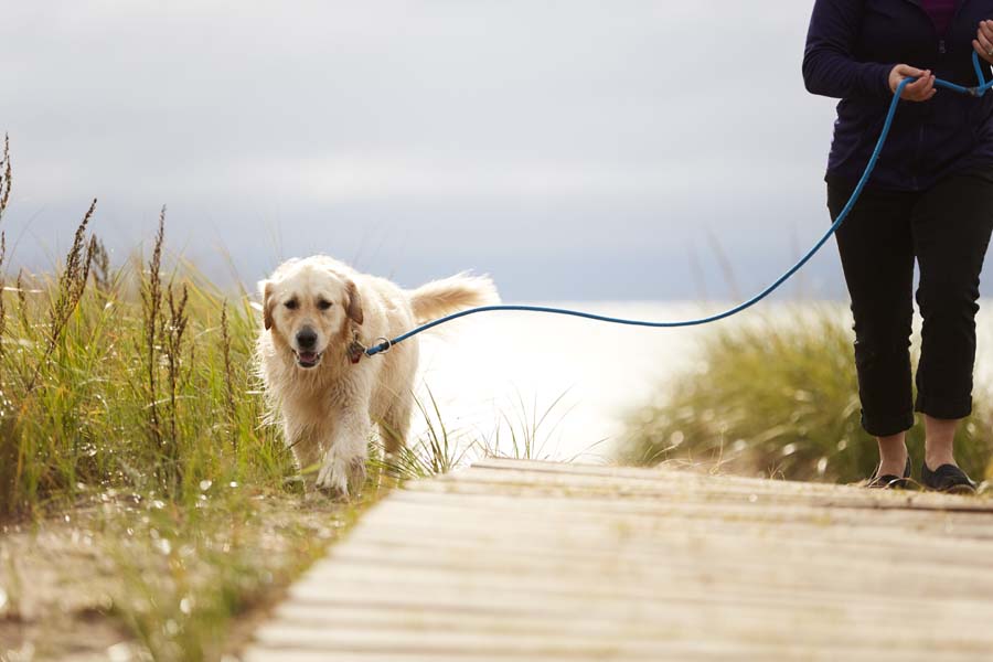 A happy golden retriever walks on a lakeside boardwalk.