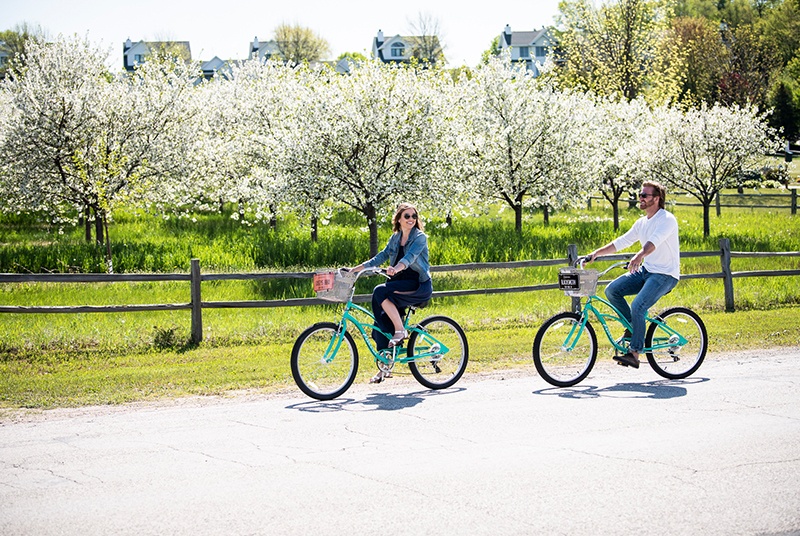 Two people biking in front of a cherry blossom orchard