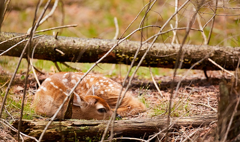 A faun sleeps beneath tree branches