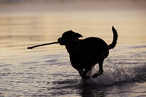 A dog running through the water with a stick in its mouth.