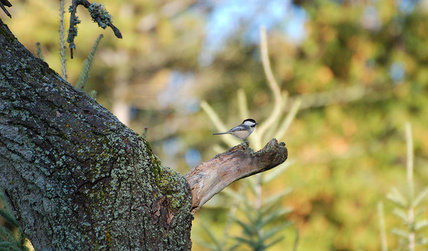 A lone bird site on a peaceful tree branch among trees and greenery