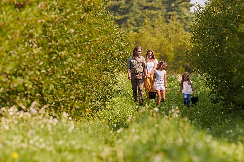 A young family walks through a cherry orchard