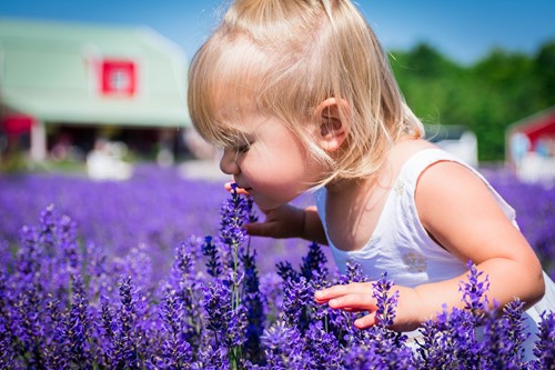 A young girl stops to smell vibrant lavender plants at Fragrant Isle.