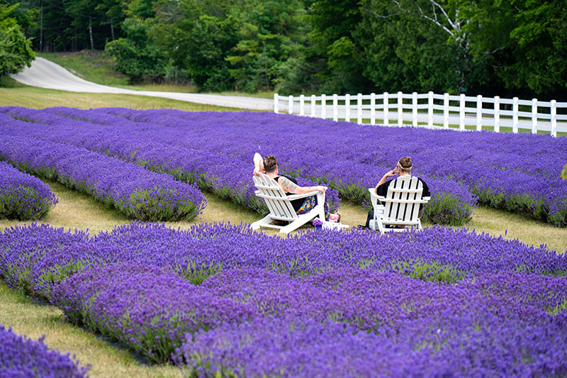 Fragrant Isle Lavender Farm