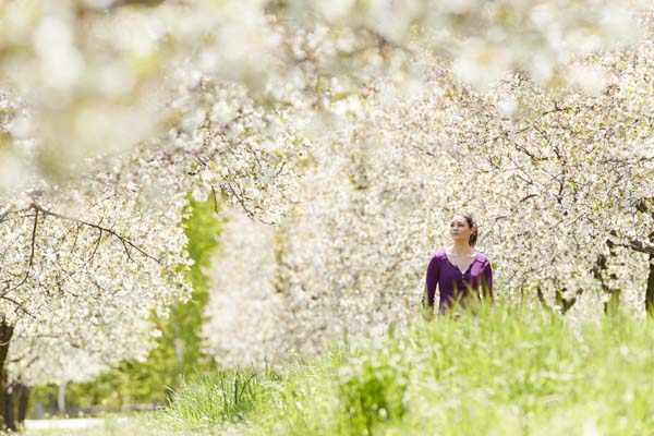 A woman walks through a cherry orchard in bloom.