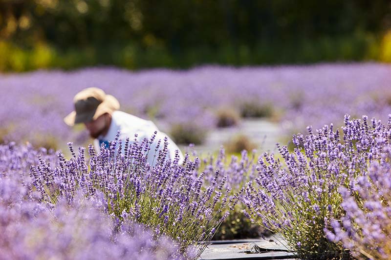 A man picking lavender in a field