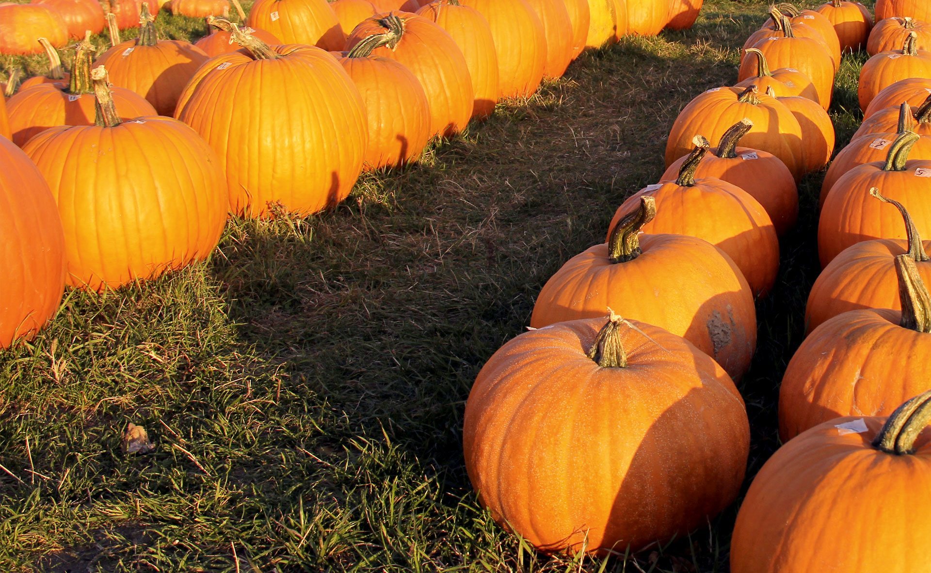 Pumpkins lined up in a field