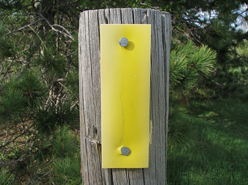 A yellow tag nailed to a wooden trail stake