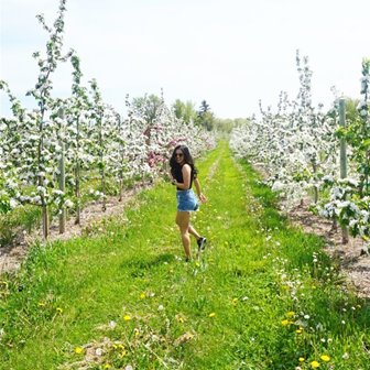 A woman walking through rows of blossoming trees