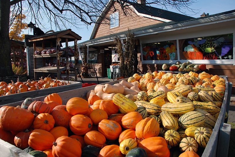 A farm market with bins of pumpkins and gourds.