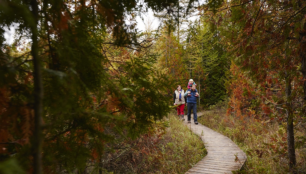 A family hikes on a forested boardwalk trail.