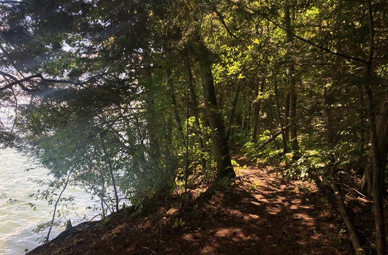 Sun shines through the trees on a wooded shoreline path on the Europe Bay Trail.