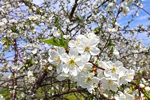 Closeup of a blossoming tree.