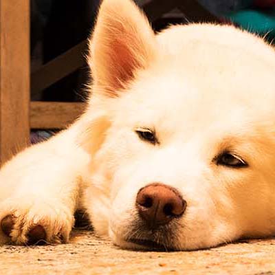 A white and fluffy dog falls asleep on the rug beside his family on the couch.