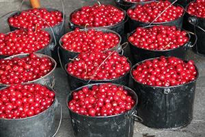 Buckets of cherries