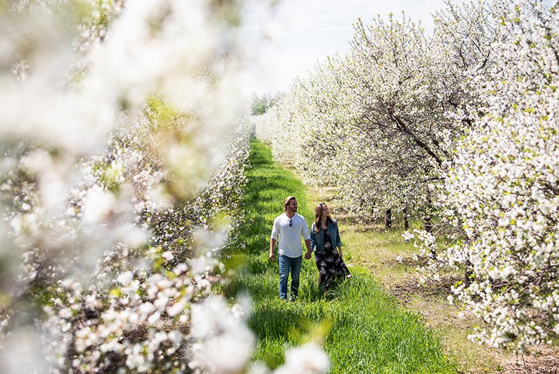 Couple walking through an orchard filled with cherry blossoms