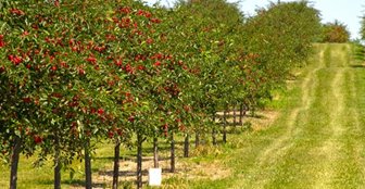 Cherry tree orchard