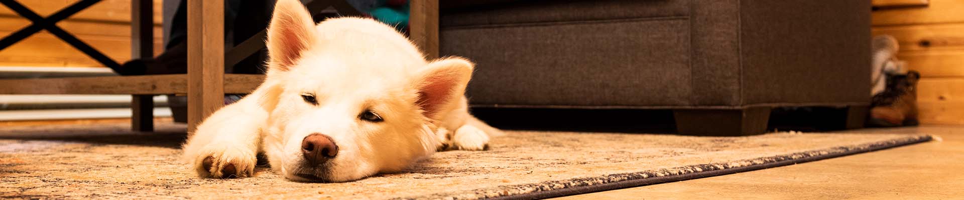 A white and fluffy dog falls asleep on the rug beside his family on the couch.