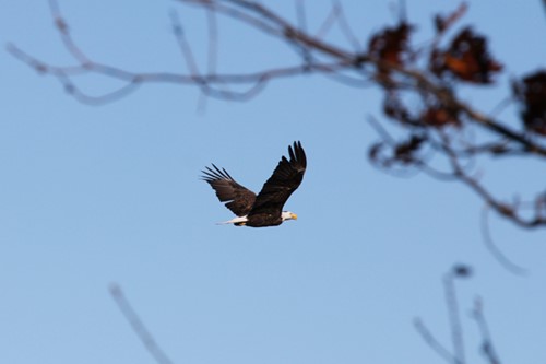 A bald eagle flies over a tree in Peninsula State Park.