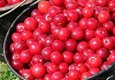 A bucket filled with cherries.