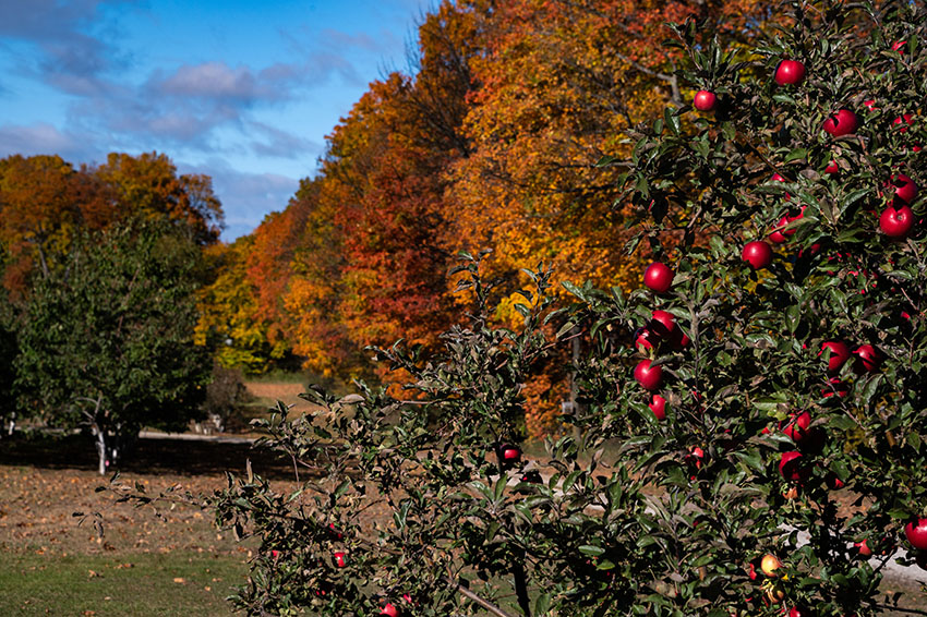 An apple orchard in full fall color.