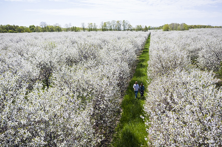 A couple meanders through a seemingly endless orchard of cherry blossoms in bloom
