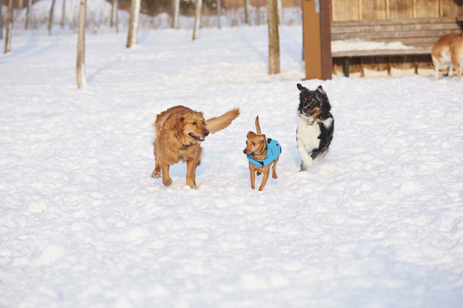 A group of dogs runs through a snowy field at a dog park.