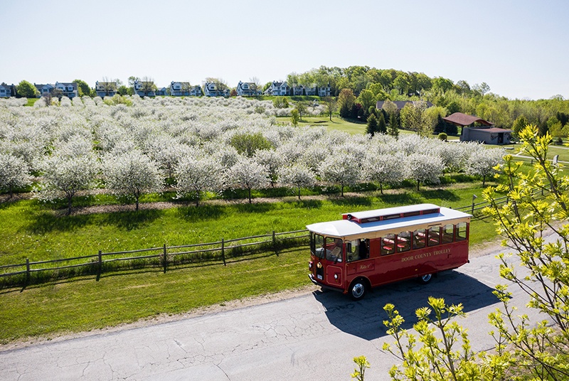 A trolley on a road running through a cherry blossom orchard
