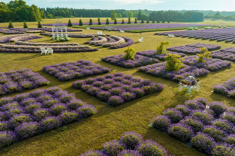 Fragrant Isle Lavender Farm