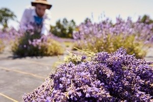 Person in a garden of lavender.