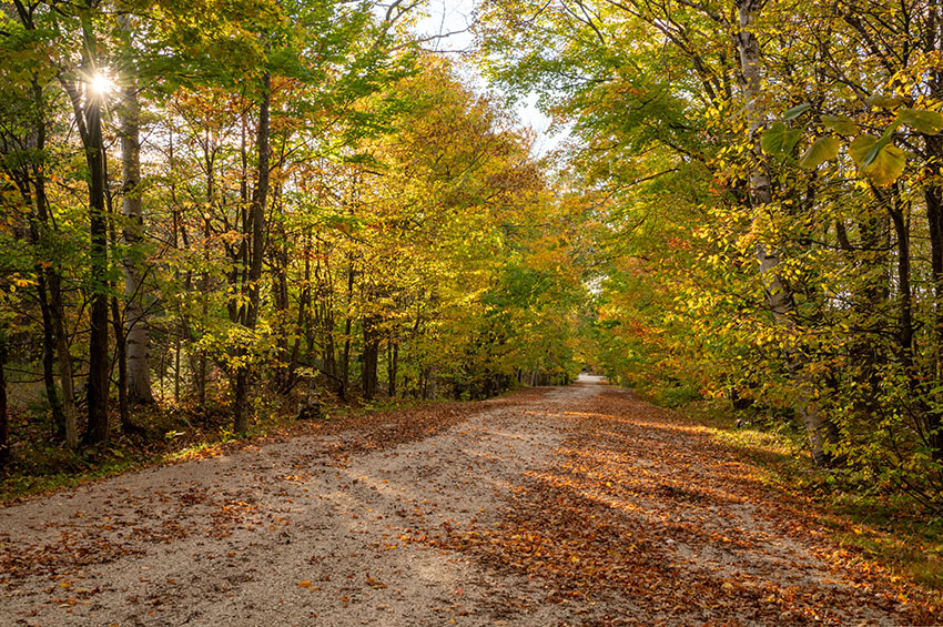 A scenic backroad lined with fall-color trees and fallen leaves.