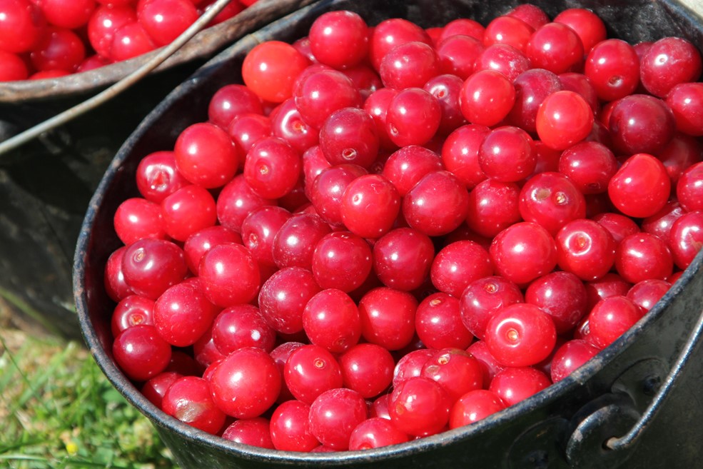 Closeup of a bucket full of cherries.