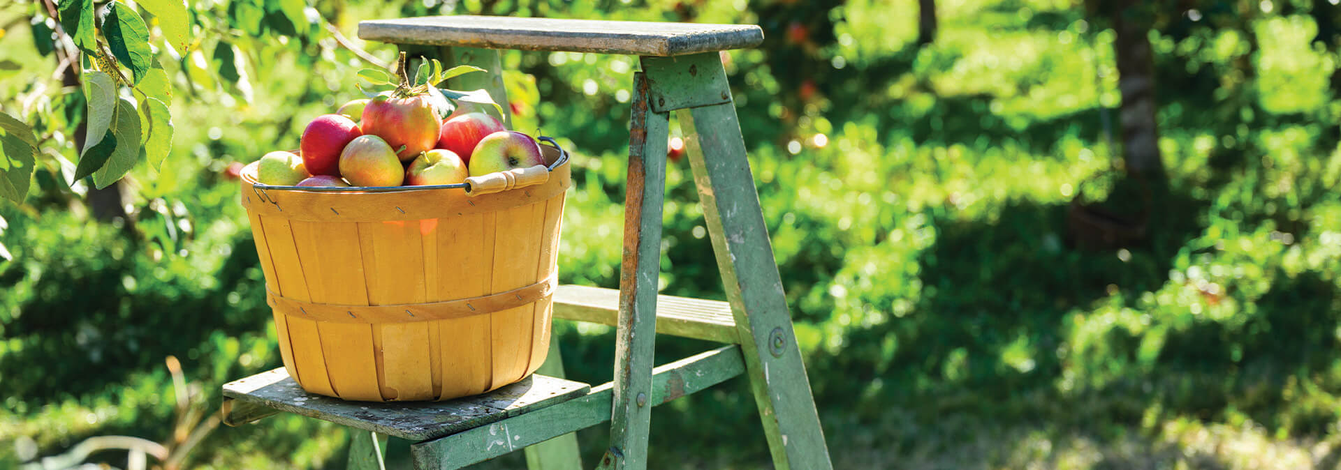 5 Recipes to Transition You to Autumn 5 Recipes to Transition You to Autumn