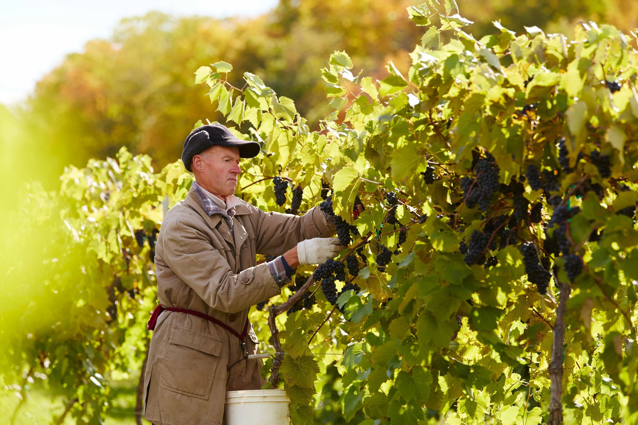 9 Door County Wineries & How to Visit Them All The best wineries in Door County, a man harvesting grapes at Lautenbach's Orchard Country in Fish Creek.