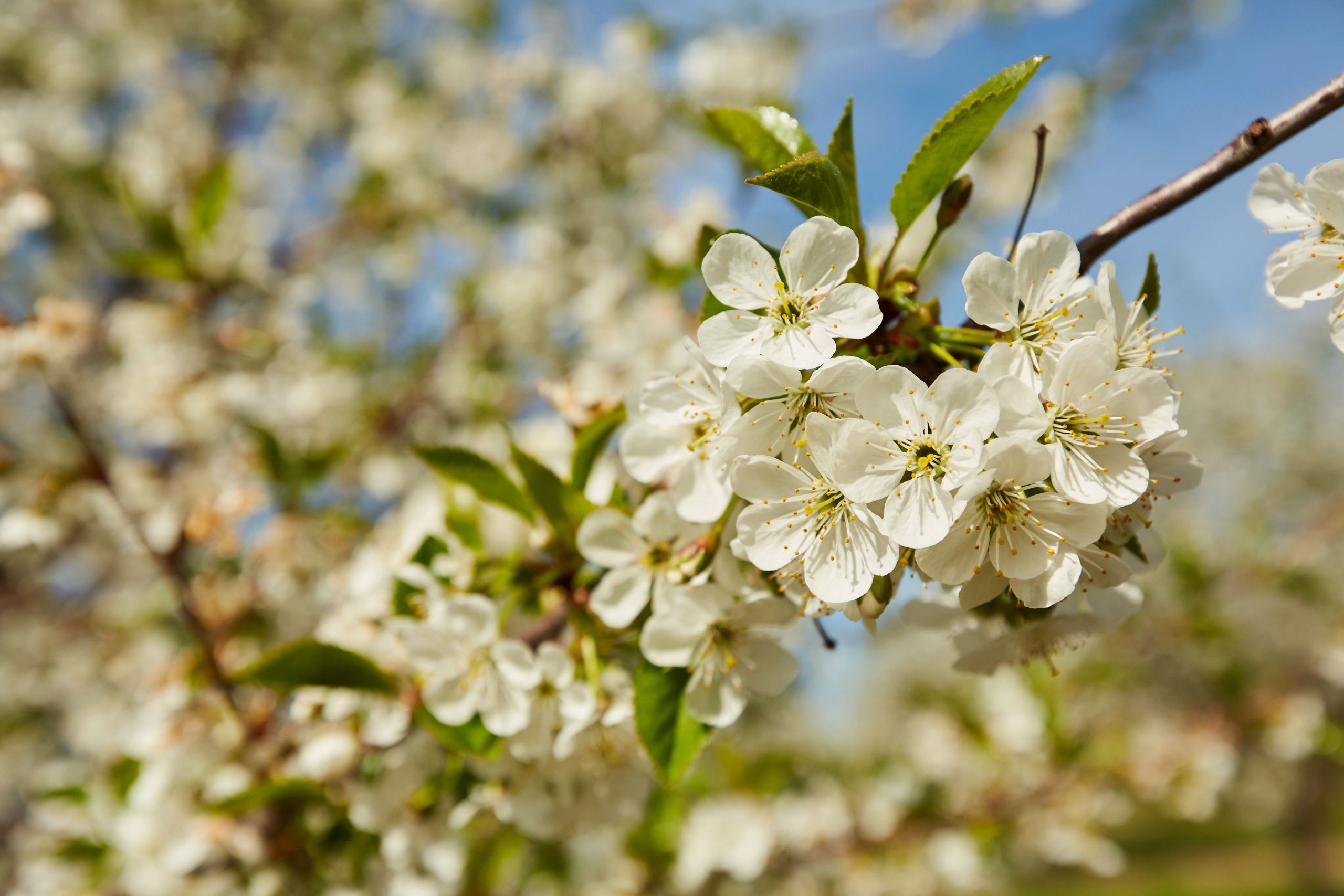 When Do The Cherry Trees Blossom? A Guide to Door County Cherries When Do The Cherry Trees Blossom? A Guide to Door County Cherries