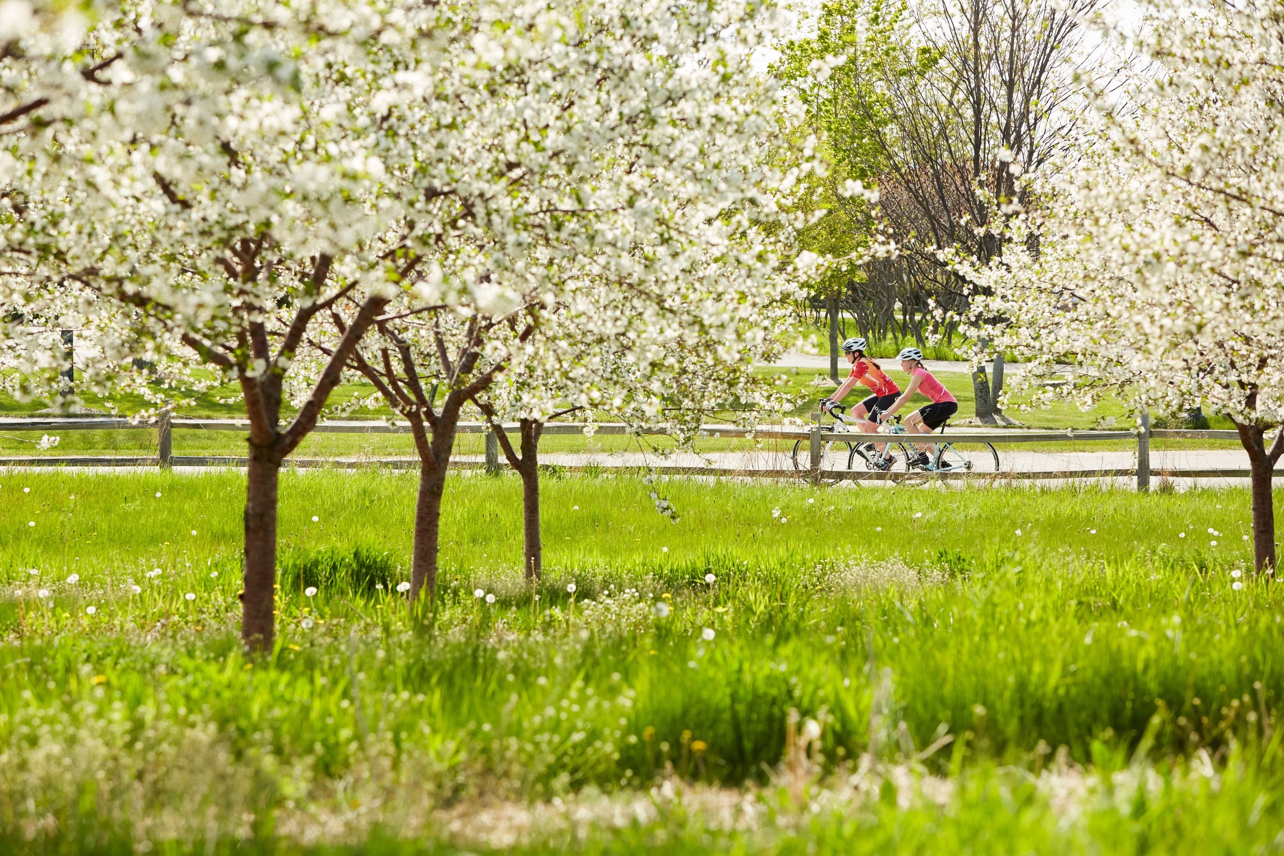 When Do The Cherry Trees Blossom? A Guide to Door County Cherries When Do The Cherry Trees Blossom? A Guide to Door County Cherries