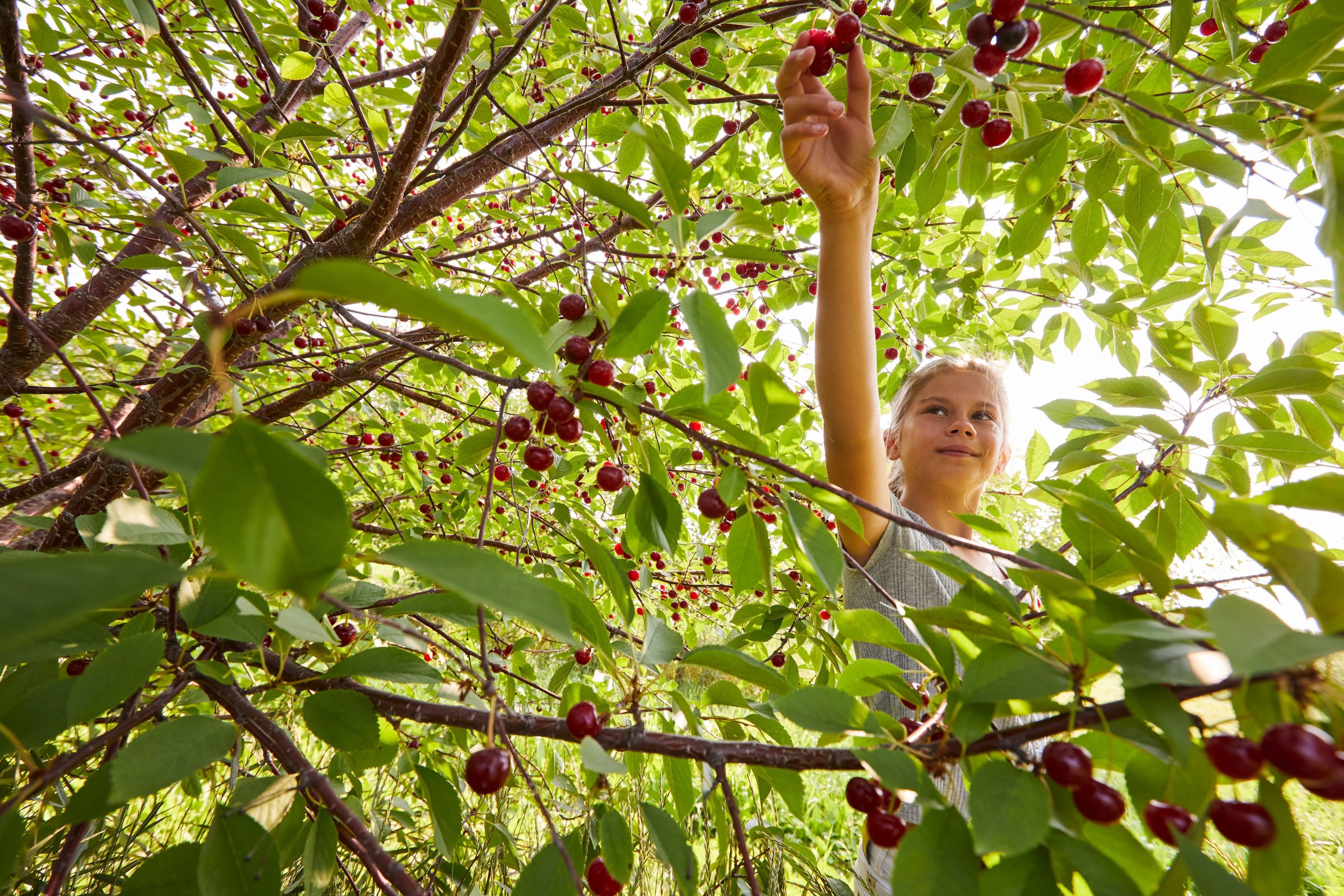 When Do The Cherry Trees Blossom? A Guide to Door County Cherries When Do The Cherry Trees Blossom? A Guide to Door County Cherries