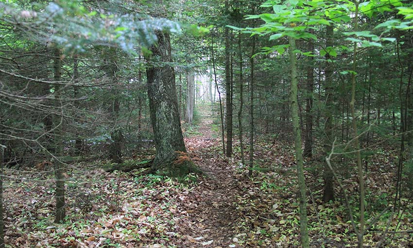 15 Nature Preserves You Haven't Hiked A view down a mysterious forest path.