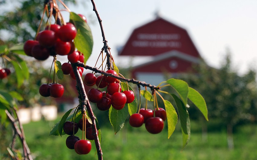 The Cherry-Picking Experience The Cherry-Picking Experience