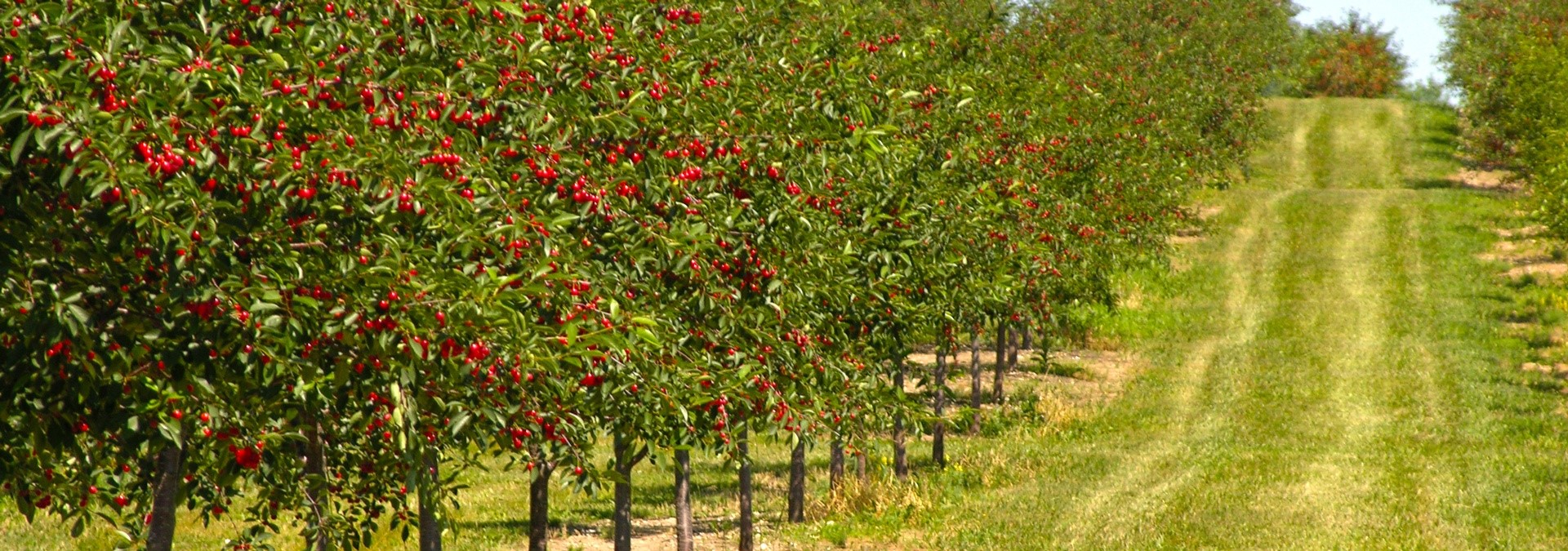 The History of Cherry-Picking in Door County The History of Cherry-Picking in Door County