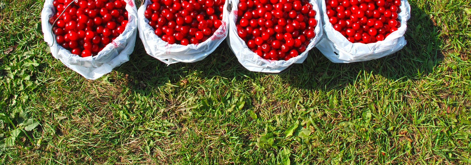 The Cherry-Picking Experience The Cherry-Picking Experience