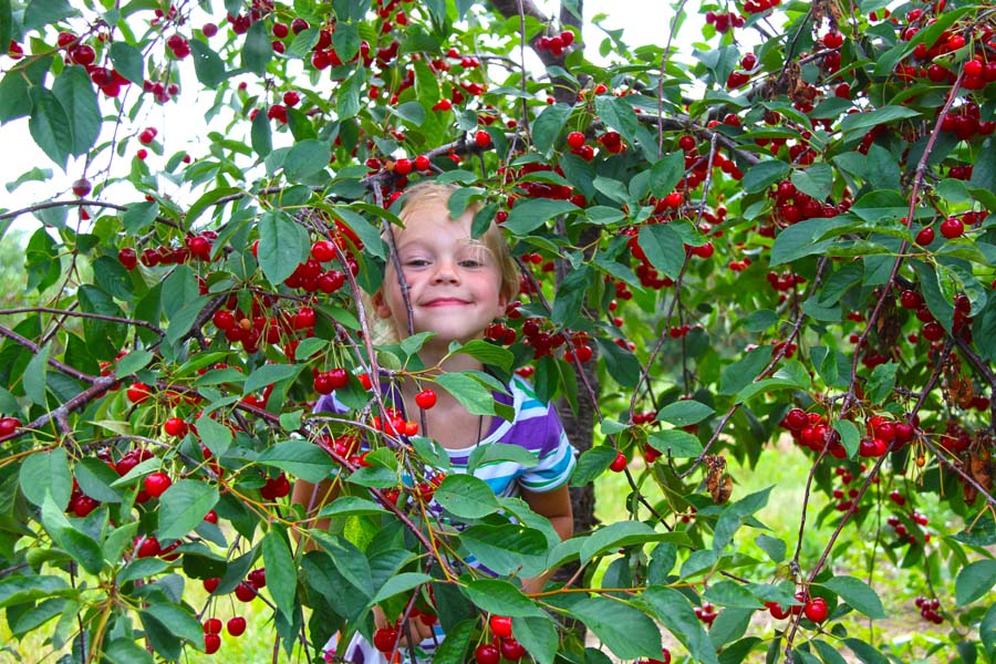 11 Places to Experience Cherries in Door County