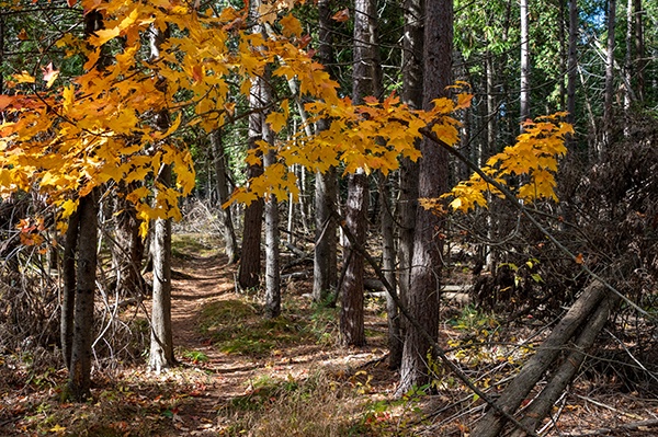 DC Land Trust: Preserving Mother Earth Q: How can I enjoy a nature preserve?