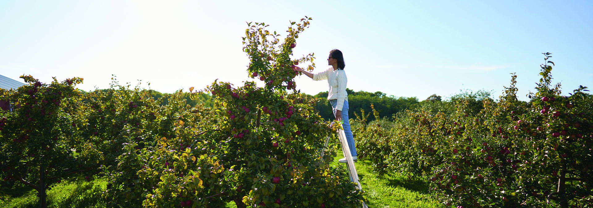 Apples: Door County's Other Favorite Fruit
