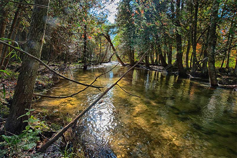 Lakes & Waterways Photo Tour A view down Heins Creek with thick trees and brush on either side.