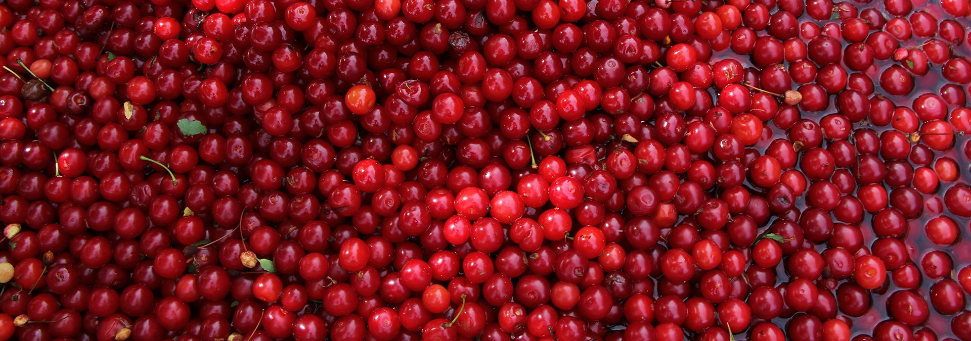 History of Door County Cherries History of Door County Cherries