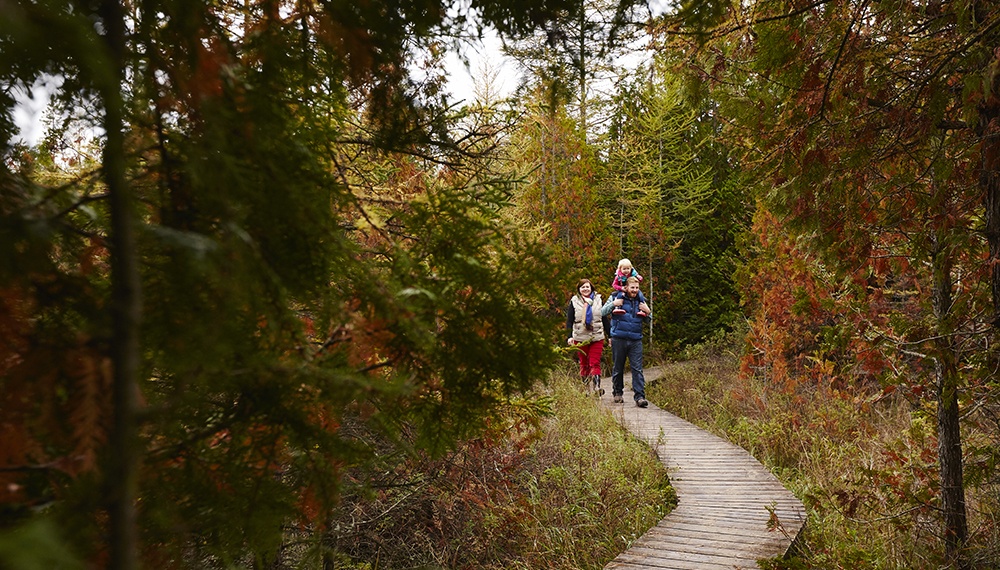 A family hikes on a forested boardwalk trail.