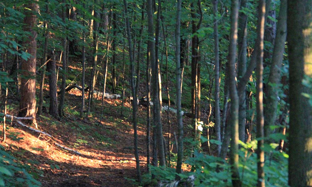 15 Nature Preserves You Haven't Hiked A forested trail at a nature preserve.