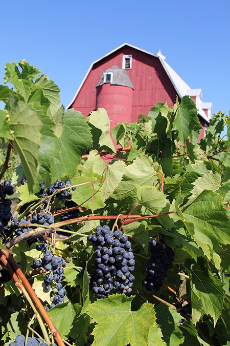 9 Door County Wineries & How to Visit Them All 8. Lautenbach’s Orchard Country Winery & Market