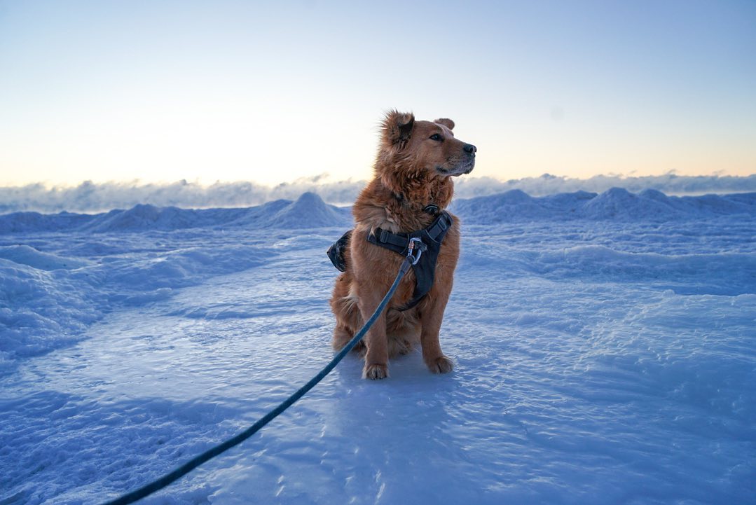 Pet-Friendly Door County
